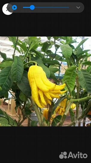 Рука Будды или цитрон,гранат,кротон,авокадо,финик