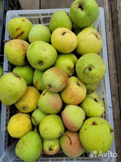 Груши Агро-Пустынь Самовывоз
