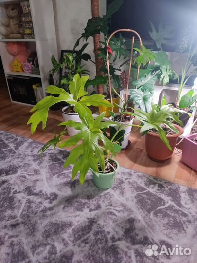 Филодендрон село голд сатин