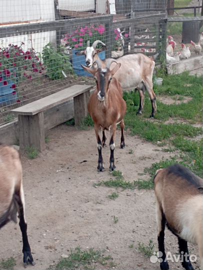 Козье молоко