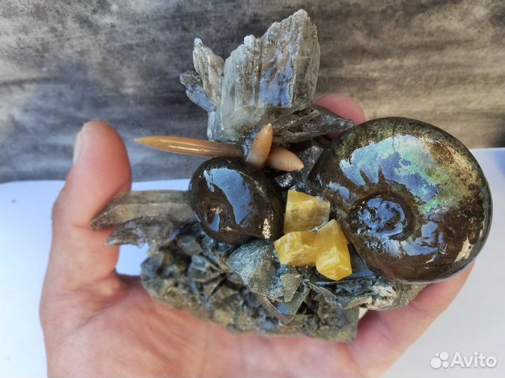 Окаменелости аммониты