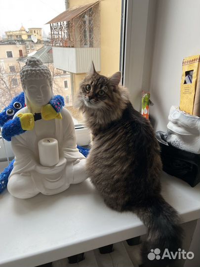 Кошка метис себирской в добрые руки
