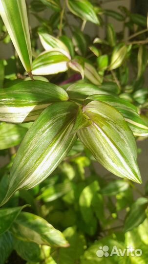 Традесканция