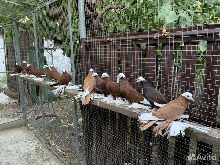 Армавирские белоголовые космачи