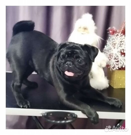 Ищем жениха