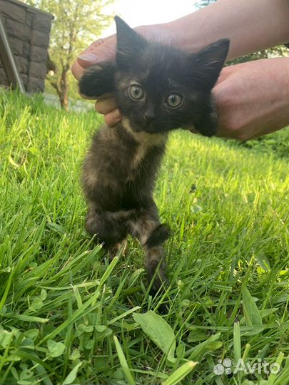 Кошечка 1,5 мес