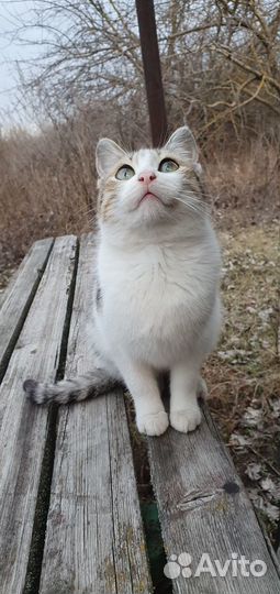 Котята бесплатно