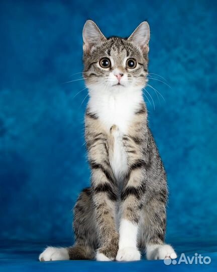 Котенок в дар