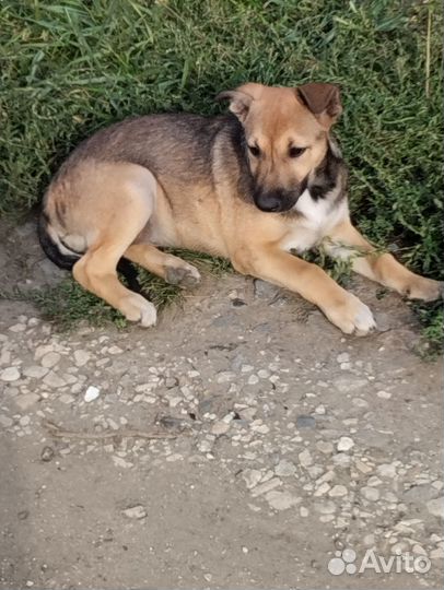 Щенки бесплатно