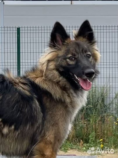 Собака Нюша