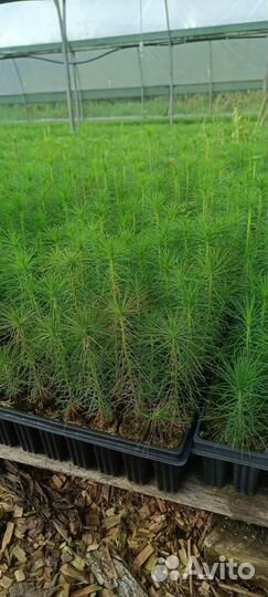 Саженцы сосны обыкновенной зкс опт