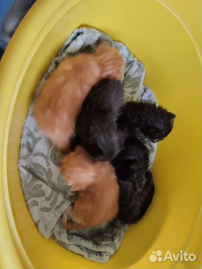 Отдам котят