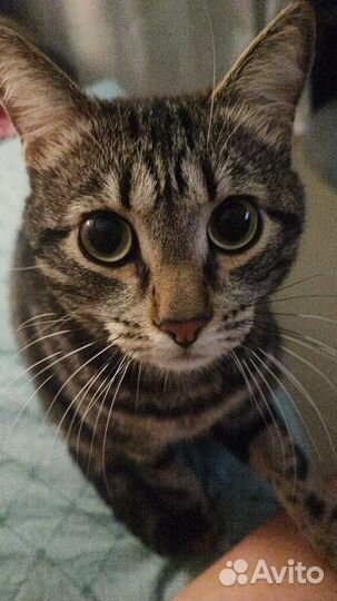 Отдам кота в добрые руки