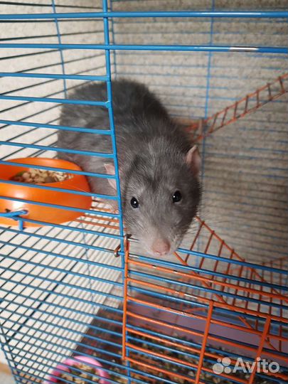 Крысы с клеткой
