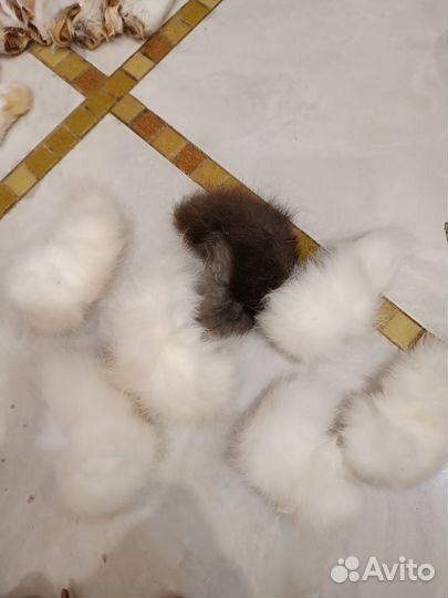 Игрушки для кошек и собак. Лапки, ушки, хвостики