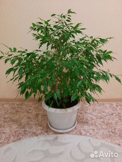 Фикус бенджамина