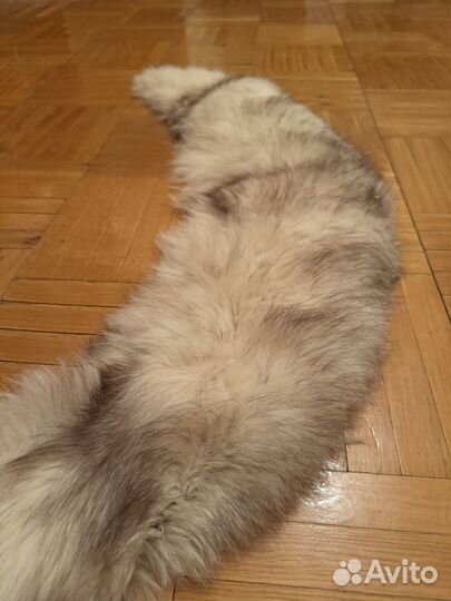 Меховой воротник песец