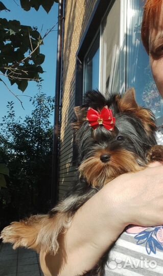 Йоркширский терьер, девочка