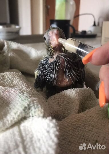 Попугай корелла птенцы выкормыши