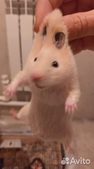 Хомячки бесплатно