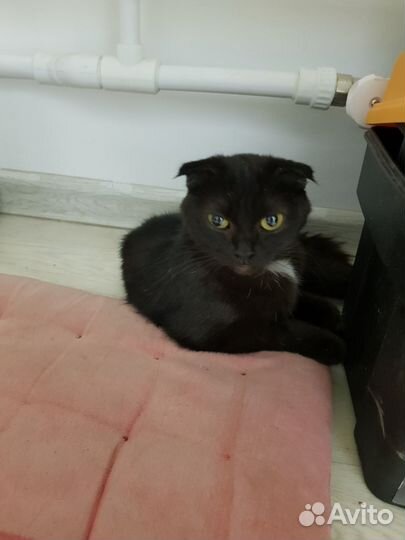 Найдена кошка