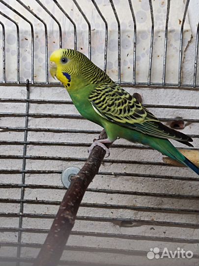 Волнистые попугаи