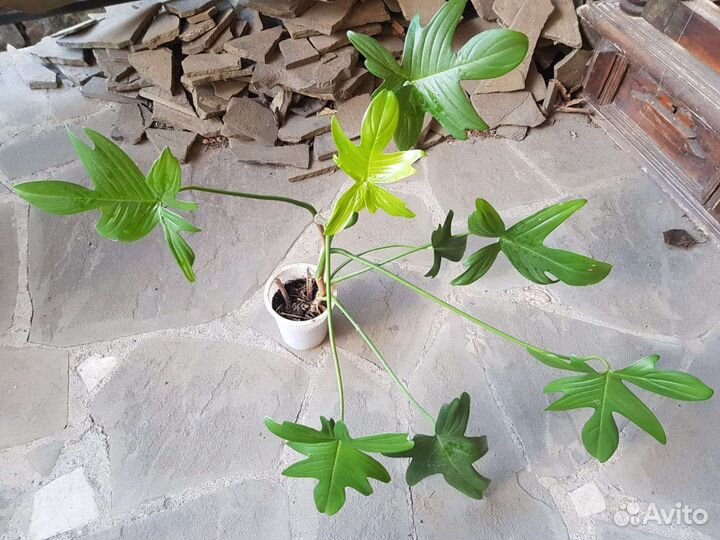 Филодендрон