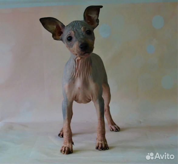 Девочка агт