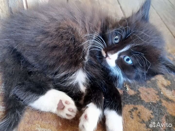 Котята отдам в добрые руки бесплатно