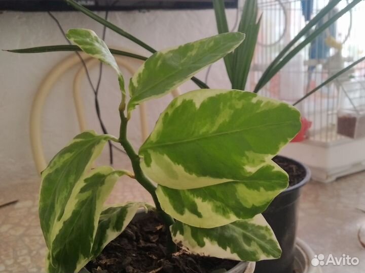 Финиковая пальма