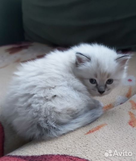 Котенок