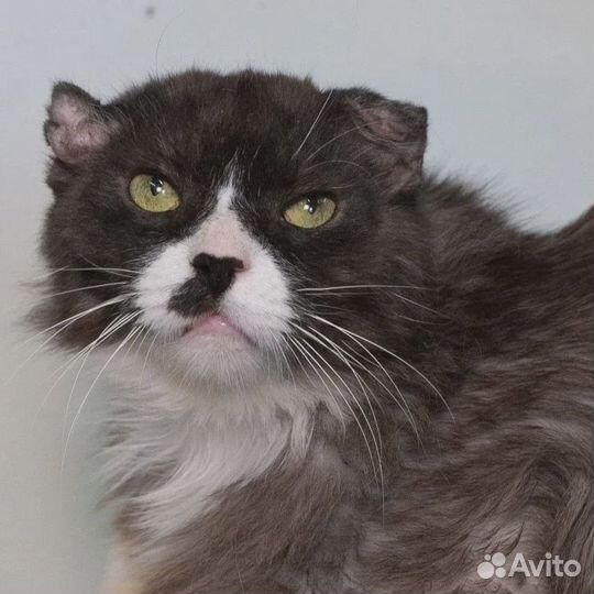 Кот Том в добрые руки