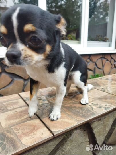 Чихуахуа мини