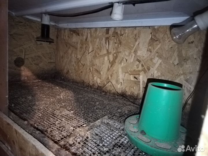 Брудер для цыплят бу