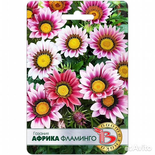 Газания Африка Фламинго