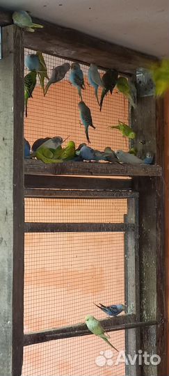 Продаю попугаев