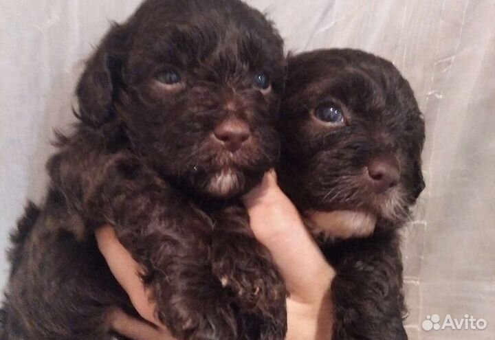 Мальтипу шоколад и черные