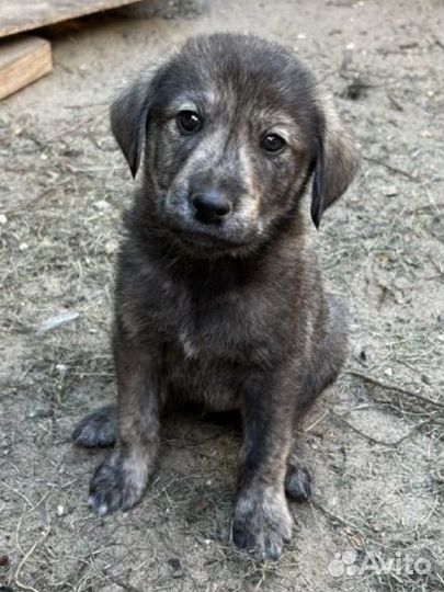 Щенки в добрые руки