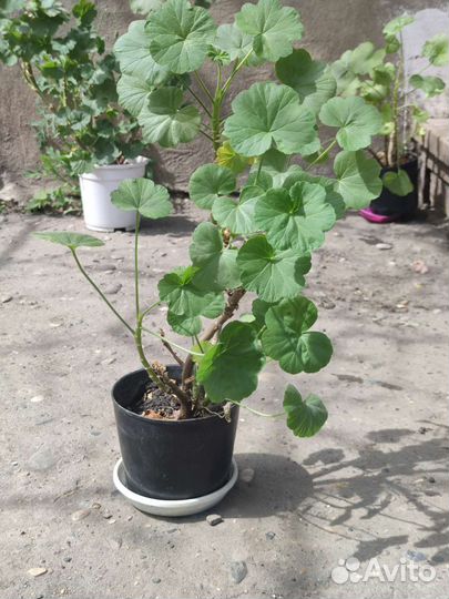 Герань красная журавлик