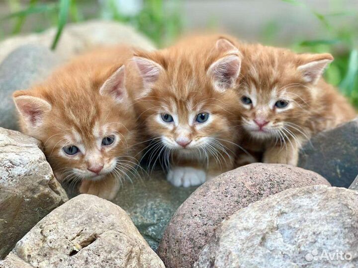 Котята от Чемпиона Мира