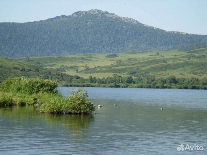 Мед,Алтайский