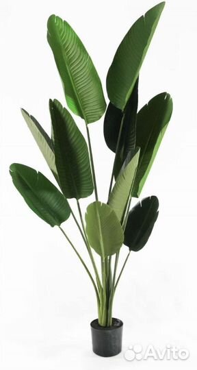 Стрелиция искусственная