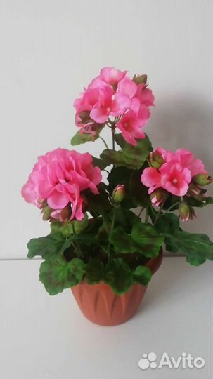 Герань (пеларгония)