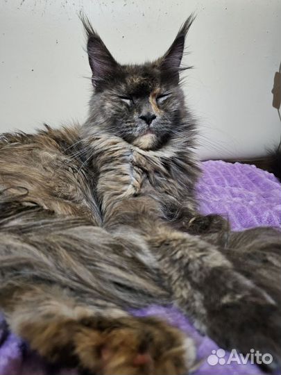 Мейн-кун кошка