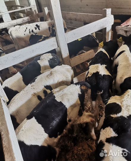 Бычки и телята