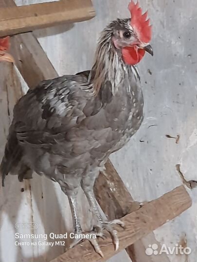 Инкубационное яйцо породистых кур