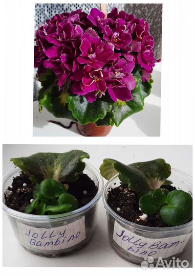 Сортовые фиалки мини