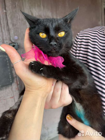 Кошечка в добрые руки