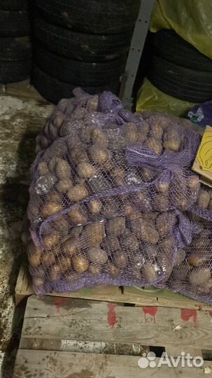 Корма для животных