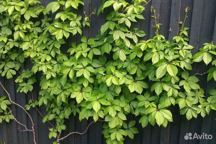 Саженцы девичий виноград